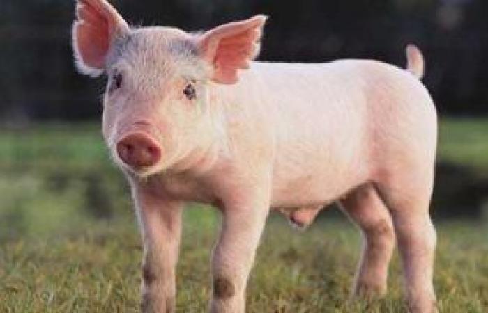 العلماء يختبرون مدة بقاء كورونا على العملات الورقية وجلود الحيوانات.. دراسة:الفيروس يعيش 4 أيام على جلد الخنزير فى درجة 22 مئوية.. وتقل المدة لـ 8 ساعات عند درجة 37.. ومخاوف من نقل مصانع اللحوم المجمدة للفيروس