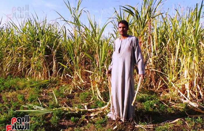 "كوم أمبو أرض الحلو".. "اليوم السابع" يرصد مراحل إنتاج السكر من القصب بداخل أكبر مصنع للإنتاج المحلى فى مصر.. يستقبل 15 ألف طن ونصف يوميا من المحصول.. والعمل يستمر 6 أشهر دون توقف.. صور