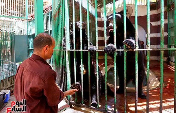 الحزن يخيم على حديقة الحيوان لنفوق الدب هانى.. "الدنجوان" يلحق بزوجاته الثلاثة ويترك "نيفين وسماح" وحيدين بدون ذكر.. لاقى شهر واسعة بعد موت زوجاته الثلاثة للفوز بحبه.. وجارٍ سحب عينات وتشريحه لمعرفة سبب رحيله