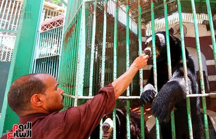 الحزن يخيم على حديقة الحيوان لنفوق الدب هانى.. "الدنجوان" يلحق بزوجاته الثلاثة ويترك "نيفين وسماح" وحيدين بدون ذكر.. لاقى شهر واسعة بعد موت زوجاته الثلاثة للفوز بحبه.. وجارٍ سحب عينات وتشريحه لمعرفة سبب رحيله