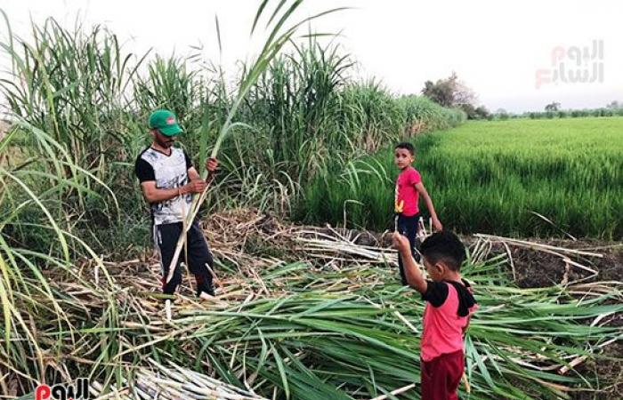 يوم فى حياة الفلاح المصرى.. تاريخ من الكفاح والصمود والشقى لزراعة الأرض.. سيدات الغيط جنود مجهولة داخل أراضى مصر.. ترعى المواشى وتزرع الحقول لرعاية لأسرتها.. ويحتفظون بمقتنياتهم للتعبير عن عاداتهم وتقاليدهم