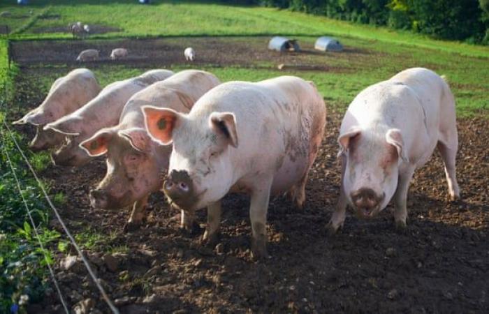 "الخنازير" أزمة جديدة تواجه بريطانيا بسبب "بريكست".. جارديان: نقص العمال بعد "الخروج" ووباء كورونا يدفعان المزارعين لإعدام الخنازير بعيدا عن المسالخ .. وتراكم 120 خنزير فى المملكة المتحدة يضغط على قطاع الزراعة