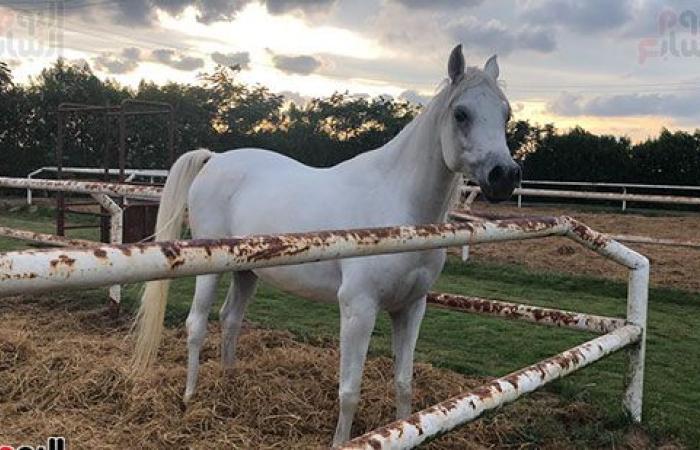 اتمخترى واتمايلى يا خيل.. أصالة وشموخ وقوة.. أسرار عالم الخيول من أكبر مزرعة بالدقهلية.. للخيل العربى 5 عائلات.. خصائصه الشكلية والتكوينية ودمائه الحارة تجعله أكثر السلالات تميزا حول العالم وأسعاره بالملايين