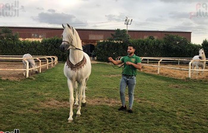 اتمخترى واتمايلى يا خيل.. أصالة وشموخ وقوة.. أسرار عالم الخيول من أكبر مزرعة بالدقهلية.. للخيل العربى 5 عائلات.. خصائصه الشكلية والتكوينية ودمائه الحارة تجعله أكثر السلالات تميزا حول العالم وأسعاره بالملايين