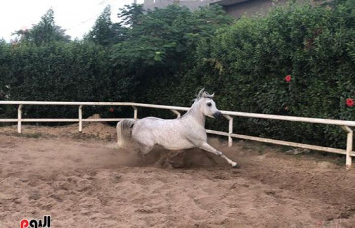 اتمخترى واتمايلى يا خيل.. أصالة وشموخ وقوة.. أسرار عالم الخيول من أكبر مزرعة بالدقهلية.. للخيل العربى 5 عائلات.. خصائصه الشكلية والتكوينية ودمائه الحارة تجعله أكثر السلالات تميزا حول العالم وأسعاره بالملايين