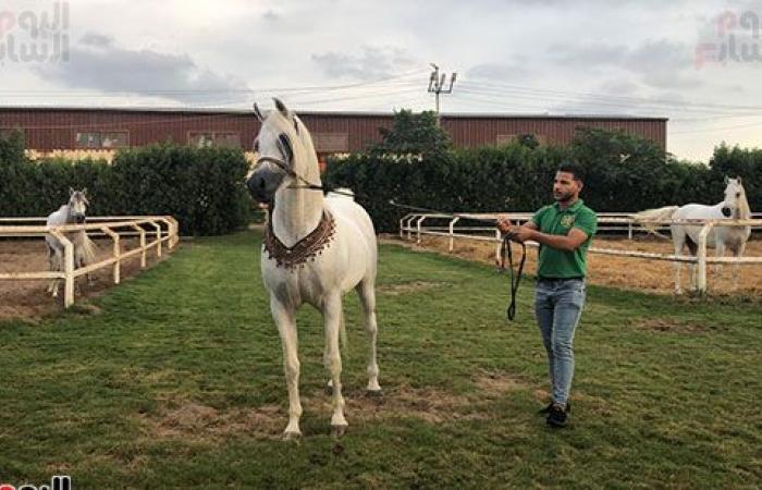 اتمخترى واتمايلى يا خيل.. أصالة وشموخ وقوة.. أسرار عالم الخيول من أكبر مزرعة بالدقهلية.. للخيل العربى 5 عائلات.. خصائصه الشكلية والتكوينية ودمائه الحارة تجعله أكثر السلالات تميزا حول العالم وأسعاره بالملايين