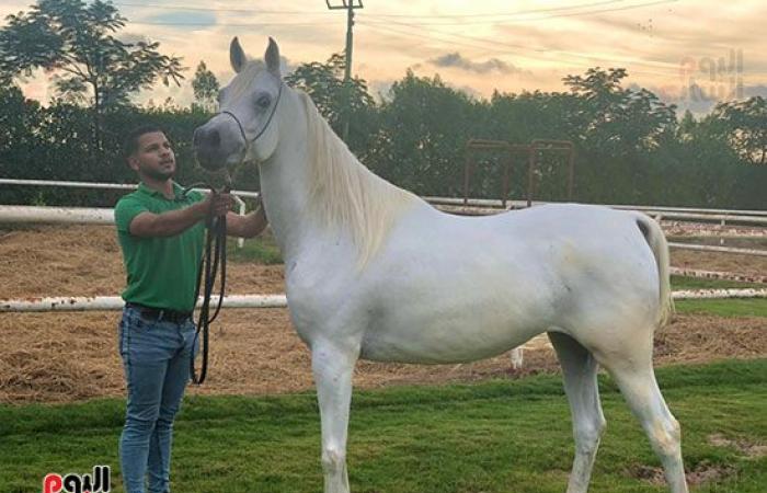 اتمخترى واتمايلى يا خيل.. أصالة وشموخ وقوة.. أسرار عالم الخيول من أكبر مزرعة بالدقهلية.. للخيل العربى 5 عائلات.. خصائصه الشكلية والتكوينية ودمائه الحارة تجعله أكثر السلالات تميزا حول العالم وأسعاره بالملايين