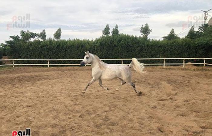 اتمخترى واتمايلى يا خيل.. أصالة وشموخ وقوة.. أسرار عالم الخيول من أكبر مزرعة بالدقهلية.. للخيل العربى 5 عائلات.. خصائصه الشكلية والتكوينية ودمائه الحارة تجعله أكثر السلالات تميزا حول العالم وأسعاره بالملايين