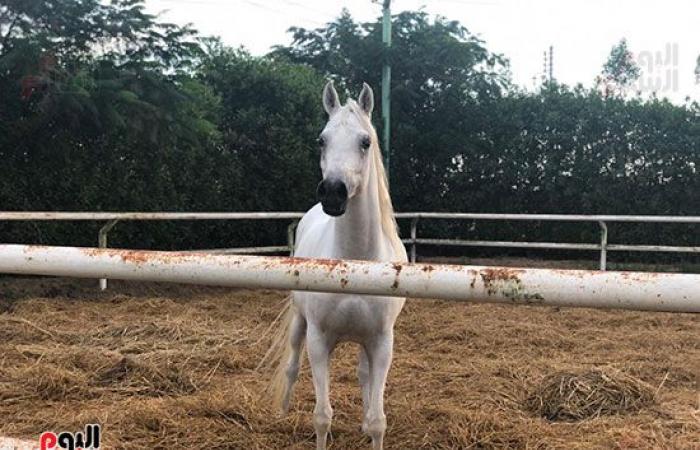 اتمخترى واتمايلى يا خيل.. أصالة وشموخ وقوة.. أسرار عالم الخيول من أكبر مزرعة بالدقهلية.. للخيل العربى 5 عائلات.. خصائصه الشكلية والتكوينية ودمائه الحارة تجعله أكثر السلالات تميزا حول العالم وأسعاره بالملايين