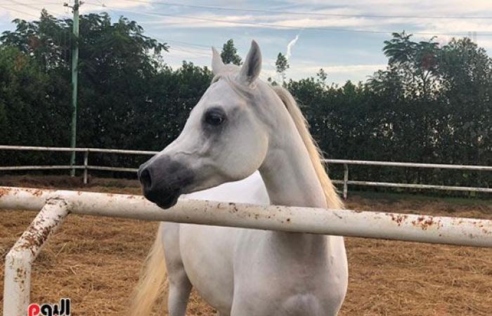 اتمخترى واتمايلى يا خيل.. أصالة وشموخ وقوة.. أسرار عالم الخيول من أكبر مزرعة بالدقهلية.. للخيل العربى 5 عائلات.. خصائصه الشكلية والتكوينية ودمائه الحارة تجعله أكثر السلالات تميزا حول العالم وأسعاره بالملايين