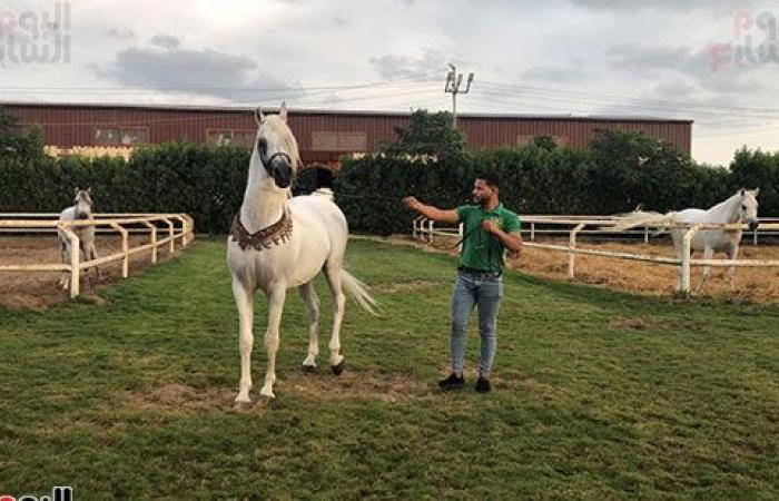 اتمخترى واتمايلى يا خيل.. أصالة وشموخ وقوة.. أسرار عالم الخيول من أكبر مزرعة بالدقهلية.. للخيل العربى 5 عائلات.. خصائصه الشكلية والتكوينية ودمائه الحارة تجعله أكثر السلالات تميزا حول العالم وأسعاره بالملايين