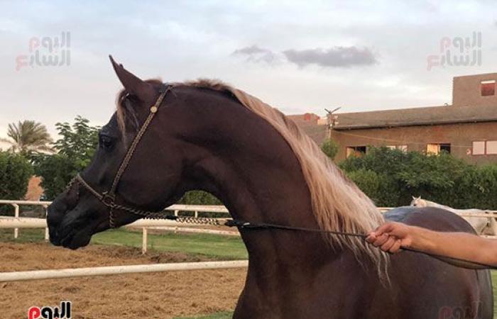 اتمخترى واتمايلى يا خيل.. أصالة وشموخ وقوة.. أسرار عالم الخيول من أكبر مزرعة بالدقهلية.. للخيل العربى 5 عائلات.. خصائصه الشكلية والتكوينية ودمائه الحارة تجعله أكثر السلالات تميزا حول العالم وأسعاره بالملايين