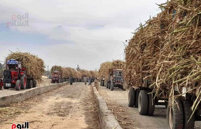 موسم حصاد القصب.. دقت ساعة العمل فى مصانع نجع حمادى وقوص ودشنا وأبو قرقاص.. كوم أمبو ينطلق لتوريد 1.9 مليون طن قصب وإنتاج 202 ألف طن سكر.. ومصنع أرمنت يستقبل مليون طن من قصب السكر سنويا "صور"