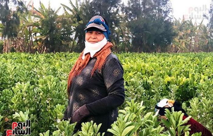 عمال الترحيلة.. رحلة كفاح تبدأ مع بزوغ الفجر وتنتهى بمغيب الشمس.. شقرف وفأس رأس مال العمال.. بدوية صابر: اللقمة الحلال حلوة.. بهانة أحمد: بشتغل فى عز البرد علشان أعلم ولادى وأعيشهم بالحلال.. واليومية 50 جنيه