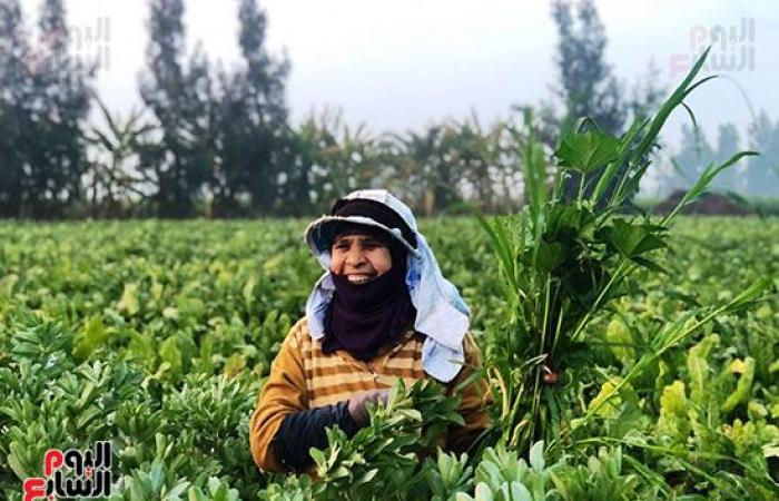 عمال الترحيلة.. رحلة كفاح تبدأ مع بزوغ الفجر وتنتهى بمغيب الشمس.. شقرف وفأس رأس مال العمال.. بدوية صابر: اللقمة الحلال حلوة.. بهانة أحمد: بشتغل فى عز البرد علشان أعلم ولادى وأعيشهم بالحلال.. واليومية 50 جنيه