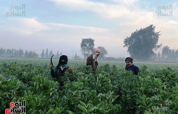 عمال الترحيلة.. رحلة كفاح تبدأ مع بزوغ الفجر وتنتهى بمغيب الشمس.. شقرف وفأس رأس مال العمال.. بدوية صابر: اللقمة الحلال حلوة.. بهانة أحمد: بشتغل فى عز البرد علشان أعلم ولادى وأعيشهم بالحلال.. واليومية 50 جنيه