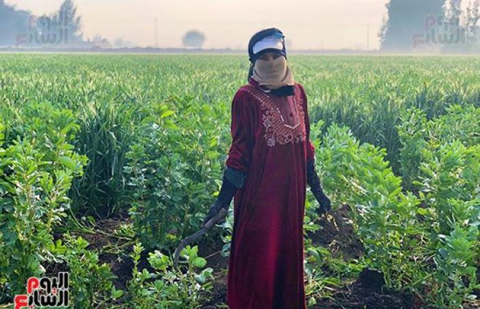 عمال الترحيلة.. رحلة كفاح تبدأ مع بزوغ الفجر وتنتهى بمغيب الشمس.. شقرف وفأس رأس مال العمال.. بدوية صابر: اللقمة الحلال حلوة.. بهانة أحمد: بشتغل فى عز البرد علشان أعلم ولادى وأعيشهم بالحلال.. واليومية 50 جنيه