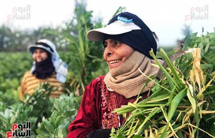 عمال الترحيلة.. رحلة كفاح تبدأ مع بزوغ الفجر وتنتهى بمغيب الشمس.. شقرف وفأس رأس مال العمال.. بدوية صابر: اللقمة الحلال حلوة.. بهانة أحمد: بشتغل فى عز البرد علشان أعلم ولادى وأعيشهم بالحلال.. واليومية 50 جنيه