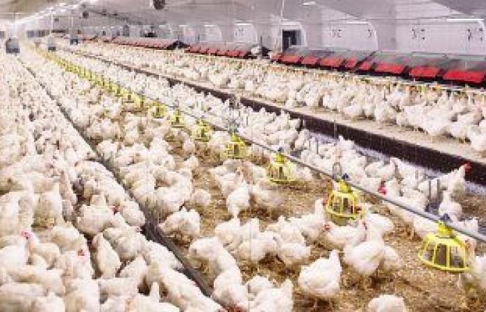 نقص "البيض" أحدث أزمات أمريكا.. سعر البيضة يرتفع أكثر من 21% بنسبة هى الأعلى بين كل السلع الغذائية.. تراجع حاد فى الإنتاج بسبب أسوأ تفشى لانفلونزا الطيور وارتفاع أسعار المحاصيل الزراعية اللازمة للدواجن