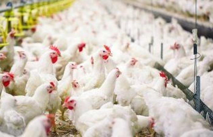 نقص "البيض" أحدث أزمات أمريكا.. سعر البيضة يرتفع أكثر من 21% بنسبة هى الأعلى بين كل السلع الغذائية.. تراجع حاد فى الإنتاج بسبب أسوأ تفشى لانفلونزا الطيور وارتفاع أسعار المحاصيل الزراعية اللازمة للدواجن