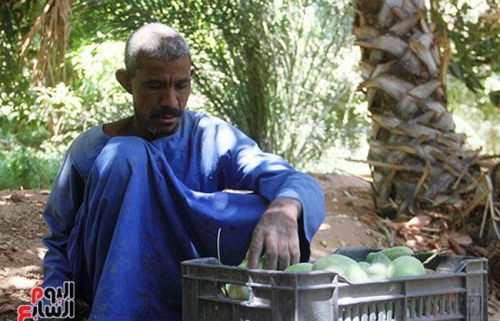 المانجو الأسوانى مياه حلوه وطعم تانى.. مزارعو قرية فارس يواصلون جني "المانجو" فى أسوان.. ويؤكدون: أسواق القاهرة والإسكندرية تنتعش بأول حصاد على مستوى الجمهورية.. "الكيت والتومى والكيرمز والناعومى" أبرز الأصناف