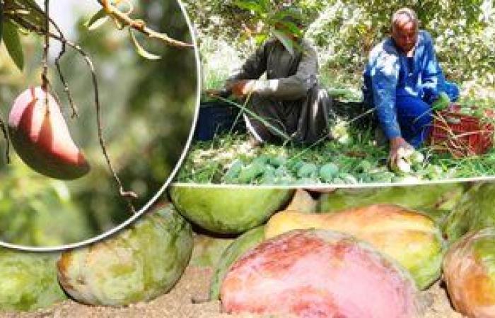 المانجو الأسوانى مياه حلوه وطعم تانى.. مزارعو قرية فارس يواصلون جني "المانجو" فى أسوان.. ويؤكدون: أسواق القاهرة والإسكندرية تنتعش بأول حصاد على مستوى الجمهورية.. "الكيت والتومى والكيرمز والناعومى" أبرز الأصناف