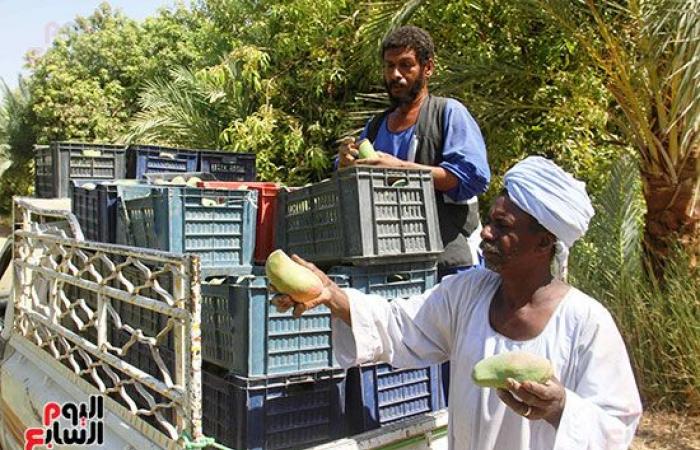 المانجو الأسوانى مياه حلوه وطعم تانى.. مزارعو قرية فارس يواصلون جني "المانجو" فى أسوان.. ويؤكدون: أسواق القاهرة والإسكندرية تنتعش بأول حصاد على مستوى الجمهورية.. "الكيت والتومى والكيرمز والناعومى" أبرز الأصناف