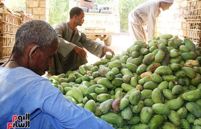 المانجو الأسوانى مياه حلوه وطعم تانى.. مزارعو قرية فارس يواصلون جني "المانجو" فى أسوان.. ويؤكدون: أسواق القاهرة والإسكندرية تنتعش بأول حصاد على مستوى الجمهورية.. "الكيت والتومى والكيرمز والناعومى" أبرز الأصناف