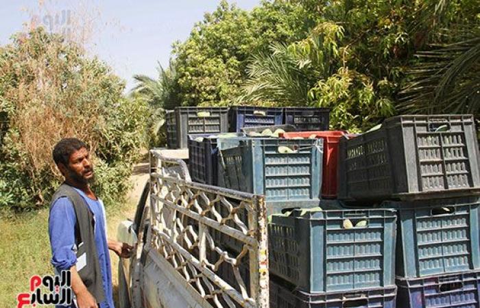 المانجو الأسوانى مياه حلوه وطعم تانى.. مزارعو قرية فارس يواصلون جني "المانجو" فى أسوان.. ويؤكدون: أسواق القاهرة والإسكندرية تنتعش بأول حصاد على مستوى الجمهورية.. "الكيت والتومى والكيرمز والناعومى" أبرز الأصناف