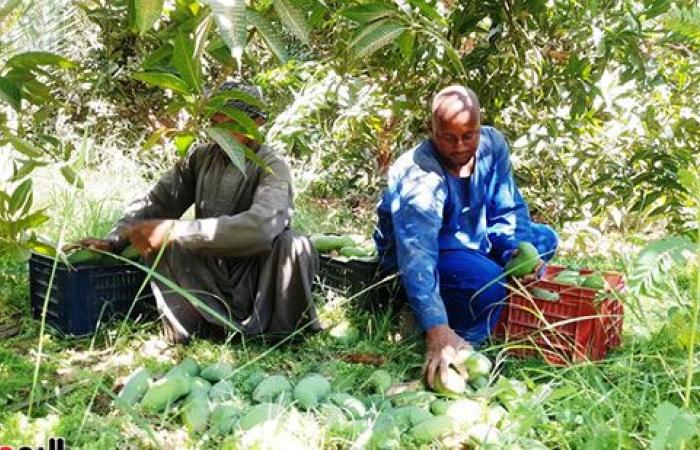 المانجو الأسوانى مياه حلوه وطعم تانى.. مزارعو قرية فارس يواصلون جني "المانجو" فى أسوان.. ويؤكدون: أسواق القاهرة والإسكندرية تنتعش بأول حصاد على مستوى الجمهورية.. "الكيت والتومى والكيرمز والناعومى" أبرز الأصناف