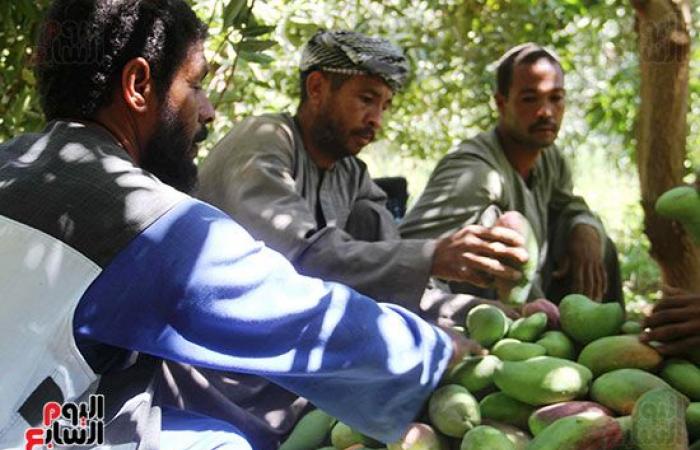 المانجو الأسوانى مياه حلوه وطعم تانى.. مزارعو قرية فارس يواصلون جني "المانجو" فى أسوان.. ويؤكدون: أسواق القاهرة والإسكندرية تنتعش بأول حصاد على مستوى الجمهورية.. "الكيت والتومى والكيرمز والناعومى" أبرز الأصناف