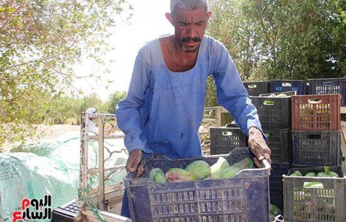 المانجو الأسوانى مياه حلوه وطعم تانى.. مزارعو قرية فارس يواصلون جني "المانجو" فى أسوان.. ويؤكدون: أسواق القاهرة والإسكندرية تنتعش بأول حصاد على مستوى الجمهورية.. "الكيت والتومى والكيرمز والناعومى" أبرز الأصناف