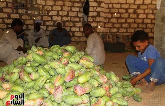 المانجو الأسوانى مياه حلوه وطعم تانى.. مزارعو قرية فارس يواصلون جني "المانجو" فى أسوان.. ويؤكدون: أسواق القاهرة والإسكندرية تنتعش بأول حصاد على مستوى الجمهورية.. "الكيت والتومى والكيرمز والناعومى" أبرز الأصناف