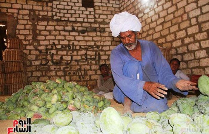 المانجو الأسوانى مياه حلوه وطعم تانى.. مزارعو قرية فارس يواصلون جني "المانجو" فى أسوان.. ويؤكدون: أسواق القاهرة والإسكندرية تنتعش بأول حصاد على مستوى الجمهورية.. "الكيت والتومى والكيرمز والناعومى" أبرز الأصناف