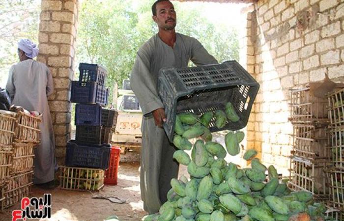 المانجو الأسوانى مياه حلوه وطعم تانى.. مزارعو قرية فارس يواصلون جني "المانجو" فى أسوان.. ويؤكدون: أسواق القاهرة والإسكندرية تنتعش بأول حصاد على مستوى الجمهورية.. "الكيت والتومى والكيرمز والناعومى" أبرز الأصناف