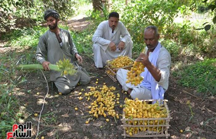 ياطالع النخل هاتلى معاك فرحة.. انطلاق موسم حصاد البلح البرحى من مزرعة الملك فاروق بالأقصر.. تضم 135 نخلة والإنتاج يزيد على 67.5 طن فى الموسم.. ومدير المزرعة: الانتاج يتم تصديره وجزء منه يباع بالسوق المحلى.. صور