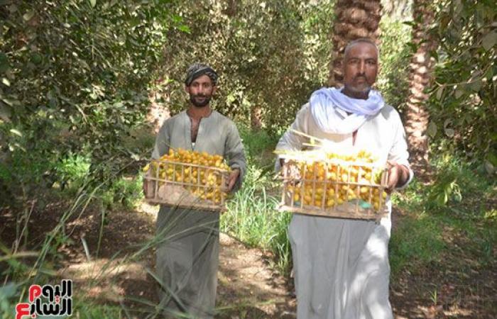 ياطالع النخل هاتلى معاك فرحة.. انطلاق موسم حصاد البلح البرحى من مزرعة الملك فاروق بالأقصر.. تضم 135 نخلة والإنتاج يزيد على 67.5 طن فى الموسم.. ومدير المزرعة: الانتاج يتم تصديره وجزء منه يباع بالسوق المحلى.. صور