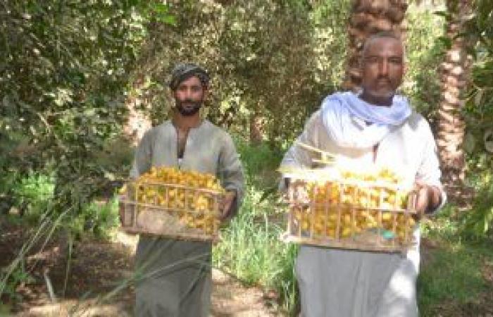 ياطالع النخل هاتلى معاك فرحة.. انطلاق موسم حصاد البلح البرحى من مزرعة الملك فاروق بالأقصر.. تضم 135 نخلة والإنتاج يزيد على 67.5 طن فى الموسم.. ومدير المزرعة: الانتاج يتم تصديره وجزء منه يباع بالسوق المحلى.. صور