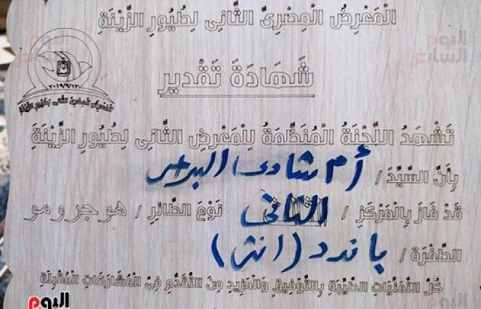 "أم شادى" تعشق تربية عصافير البادجى منذ 21 سنة.. وتؤكد: حبيت أعلم أولادى المسئولية بزوجين منهما.. له أكتر من 30 صنفا ومتوسط عمره من 4 إلى 5 سنوات.. وتكشف: سعره يبدأ من 50 جنيهًا ويصل لـ300 ألف جنيه.. صور