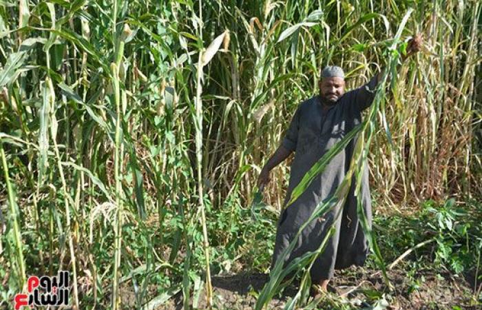 كوز الذهب الأصفر.. انطلاق موسم حصاد "الذرة الشامية" البلدى بمزارع الأقصر.. الزراعة أول يونيو والحصاد آخر أغسطس.. الفدان ينتج 15 إردبا ويصل سعره لـ1400 جنيه.. المكون الأساسى لتصنيع علف الحيوان والدواجن والسمك