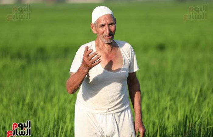 عيد الفلاح السنوى وسط فرحة المزارعين.. بدء حصاد محصول الذرة الشامية بغيطان الشرقية.. إجمالى المساحة المزروعة بالمحافظة 218 ألف فدان..فترة زراعته بين 90 لـ 120 يوما.. و6 آلاف جنيه سعر الطن هذا العام.. فيديو وصور