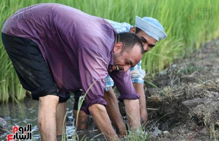 عيد الفلاح السنوى وسط فرحة المزارعين.. بدء حصاد محصول الذرة الشامية بغيطان الشرقية.. إجمالى المساحة المزروعة بالمحافظة 218 ألف فدان..فترة زراعته بين 90 لـ 120 يوما.. و6 آلاف جنيه سعر الطن هذا العام.. فيديو وصور