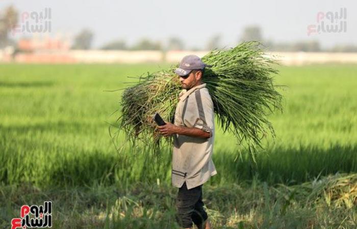 عيد الفلاح السنوى وسط فرحة المزارعين.. بدء حصاد محصول الذرة الشامية بغيطان الشرقية.. إجمالى المساحة المزروعة بالمحافظة 218 ألف فدان..فترة زراعته بين 90 لـ 120 يوما.. و6 آلاف جنيه سعر الطن هذا العام.. فيديو وصور