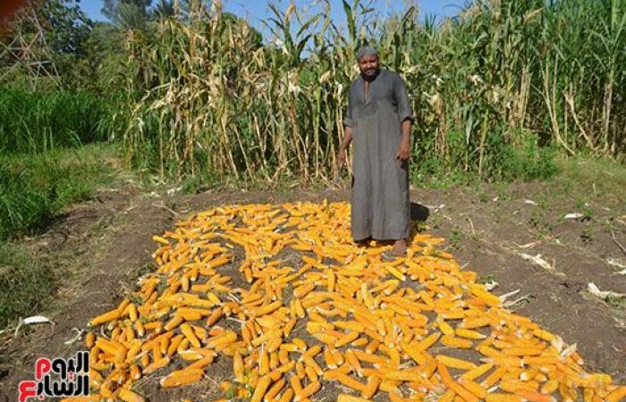 كوز الذهب الأصفر.. انطلاق موسم حصاد "الذرة الشامية" البلدى بمزارع الأقصر.. الزراعة أول يونيو والحصاد آخر أغسطس.. الفدان ينتج 15 إردبا ويصل سعره لـ1400 جنيه.. المكون الأساسى لتصنيع علف الحيوان والدواجن والسمك