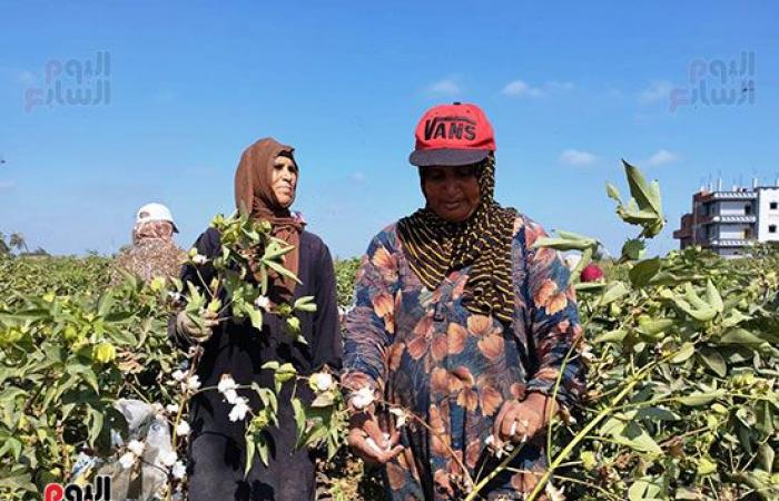 "نورت يا قطن النيل يا حلاوة عليك يا جميل".. بدء موسم جنى القطن فى الشرقية بالزغاريد.. المساحات المزروعة تخطت الـ56 ألف فدان بزيادة 20 ألفا عن العام الماضى.. الفدان يعطى إنتاجية من 9 لـ11 قنطارت و29 حلقة للتسويق