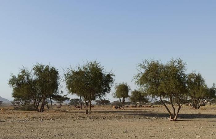 قمة المناخ.. "هيبا والدئيب وأبرق" أودية جبلية بمحميات البحر الأحمر الطبيعية.. تسكنها الحيوانات البرية وتنبت بها نباتات عطرية وطبية.. مكان للنقاء والعزلة يعشقه أهل البادية.. وباحث: محطة الطيور المهاجرة.. صور