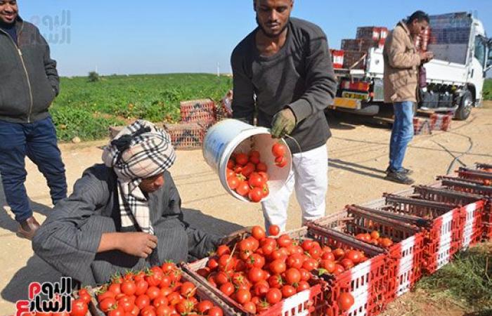 "خير بلدنا".. "الطماطم المجففة" تحارب البطالة بقرى ونجوع الأقصر.. مهندس: المشروع ساهم فى رفع يومية المزارع.. رفع سعر طن الطماطم بالأرض من 700 جنيه لـ10 آلاف.. وتصدير الطن للخارج بأكثر من 2500 دولار.. فيديو وصور