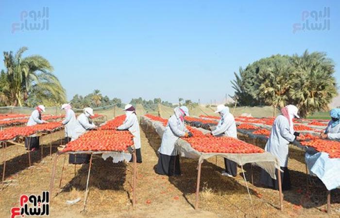 "خير بلدنا".. "الطماطم المجففة" تحارب البطالة بقرى ونجوع الأقصر.. مهندس: المشروع ساهم فى رفع يومية المزارع.. رفع سعر طن الطماطم بالأرض من 700 جنيه لـ10 آلاف.. وتصدير الطن للخارج بأكثر من 2500 دولار.. فيديو وصور