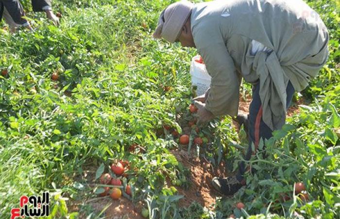 "خير بلدنا".. "الطماطم المجففة" تحارب البطالة بقرى ونجوع الأقصر.. مهندس: المشروع ساهم فى رفع يومية المزارع.. رفع سعر طن الطماطم بالأرض من 700 جنيه لـ10 آلاف.. وتصدير الطن للخارج بأكثر من 2500 دولار.. فيديو وصور