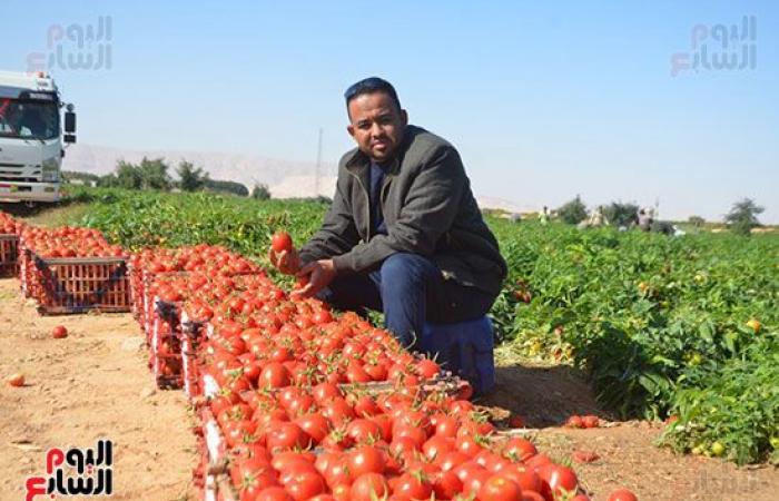 "خير بلدنا".. "الطماطم المجففة" تحارب البطالة بقرى ونجوع الأقصر.. مهندس: المشروع ساهم فى رفع يومية المزارع.. رفع سعر طن الطماطم بالأرض من 700 جنيه لـ10 آلاف.. وتصدير الطن للخارج بأكثر من 2500 دولار.. فيديو وصور